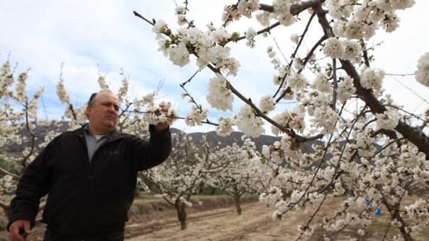 Los productores de cerezas esperan la mejor campaña de los últimos 15 años
