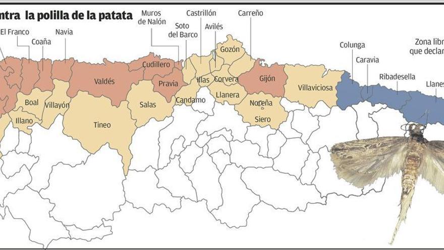 El control sobre la polilla de la patata se extiende y ya llega al límite con Cantabria