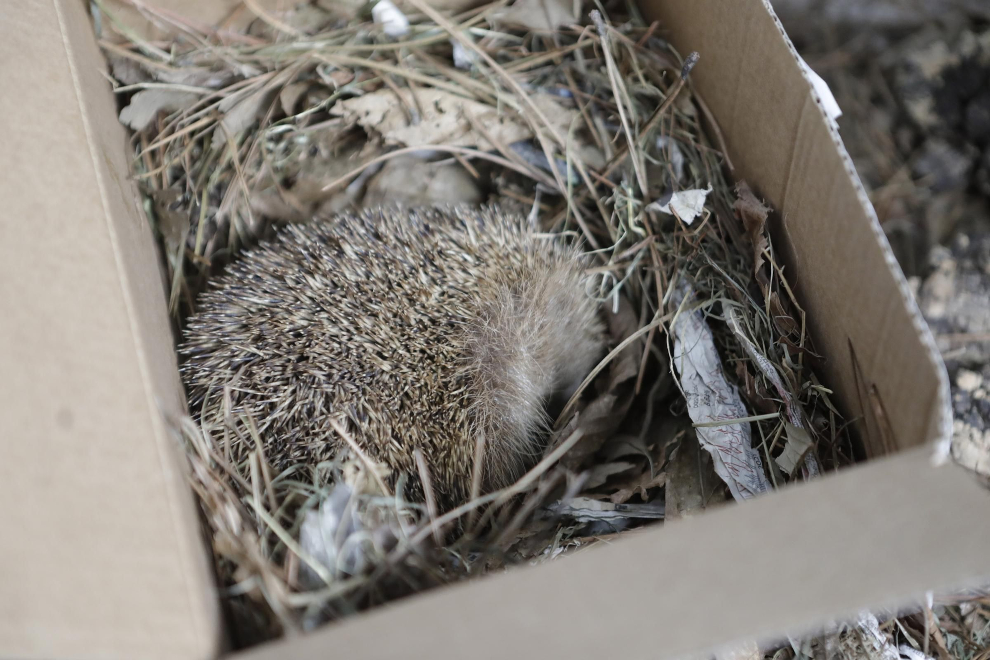 Los "pacientes" del HUCA de los animales de Asturias