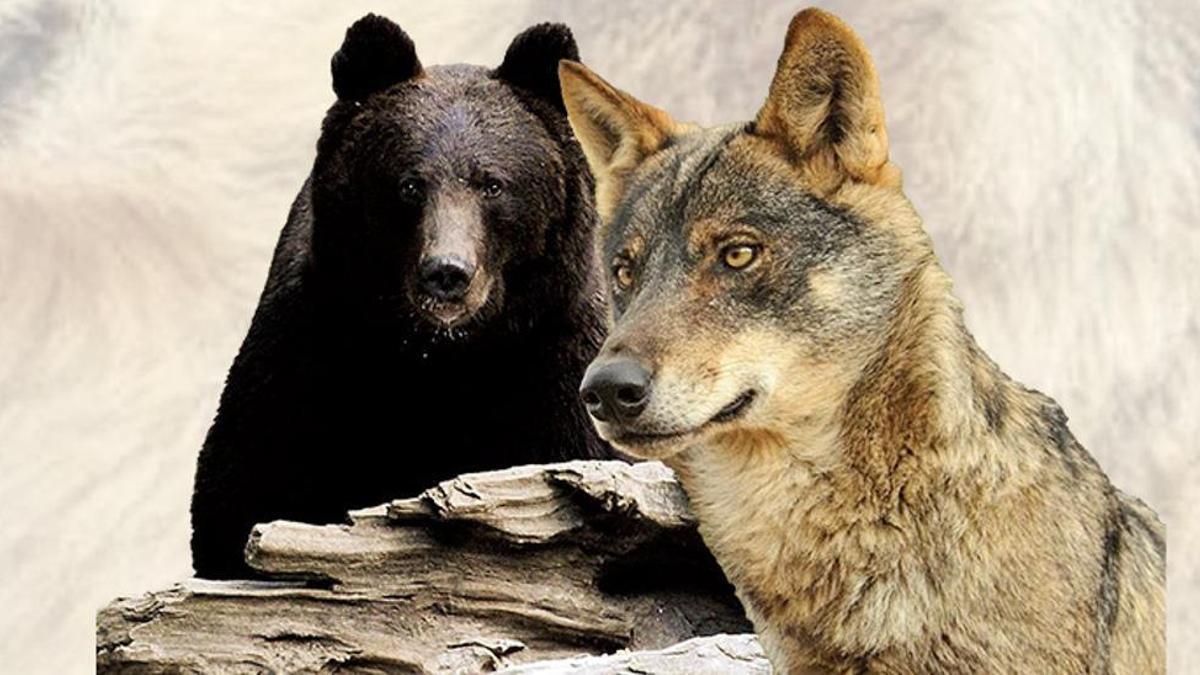 Un oso pardo y un lobo ibérico.