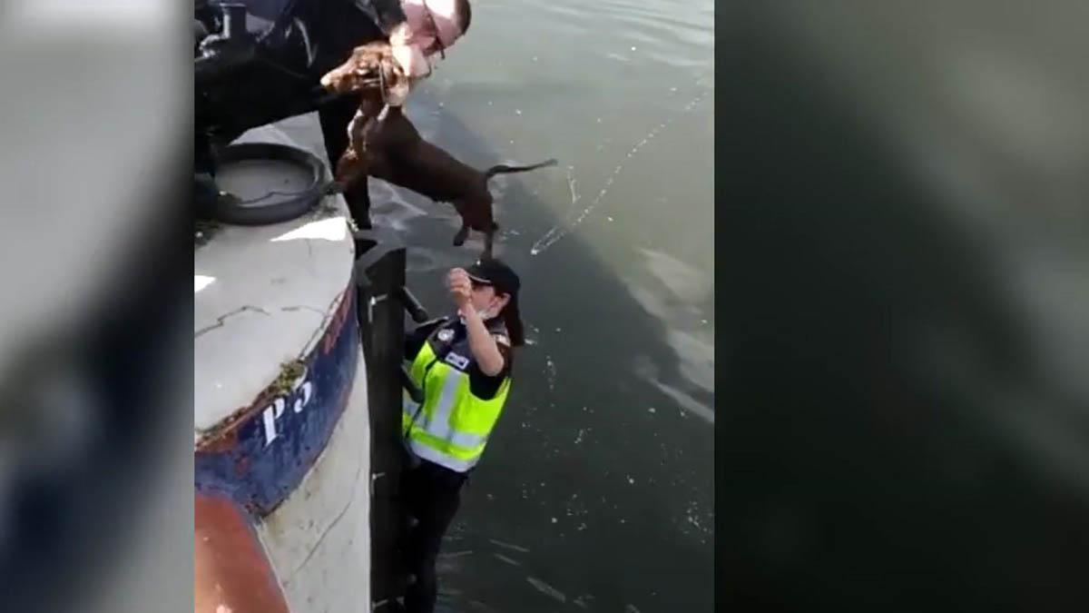 Un perro es rescatado del río en Sevilla