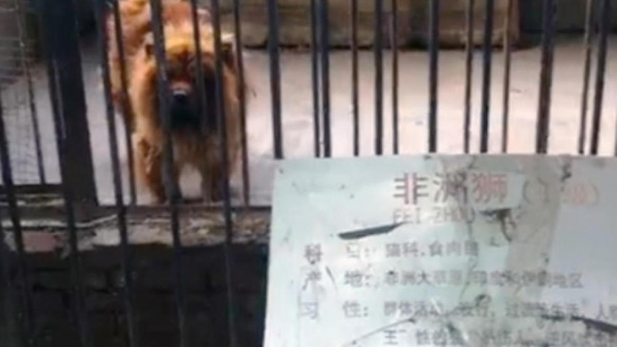 Un ejemplar de mastín tibetano que hacían pasar por león en un zoo de China