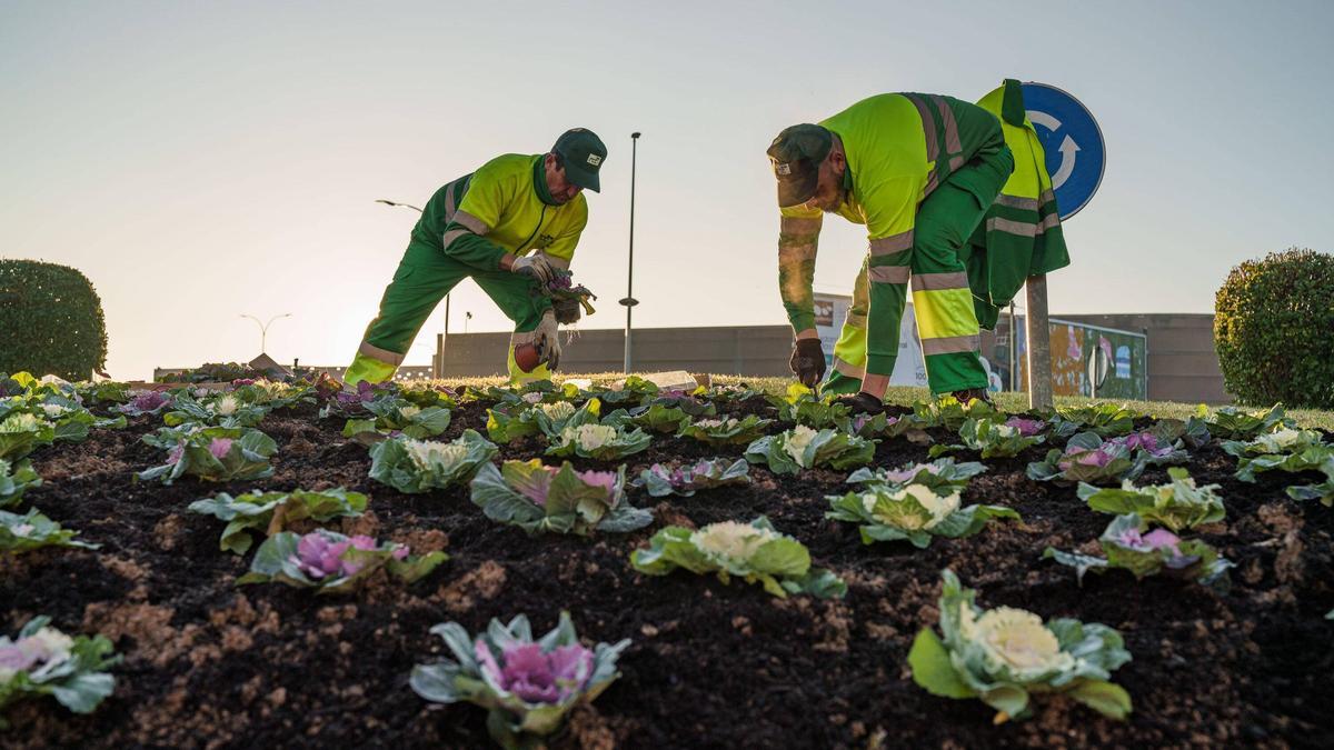 Jardineros colocando algunas de las plantas en una rotonda de la capital extremeña.