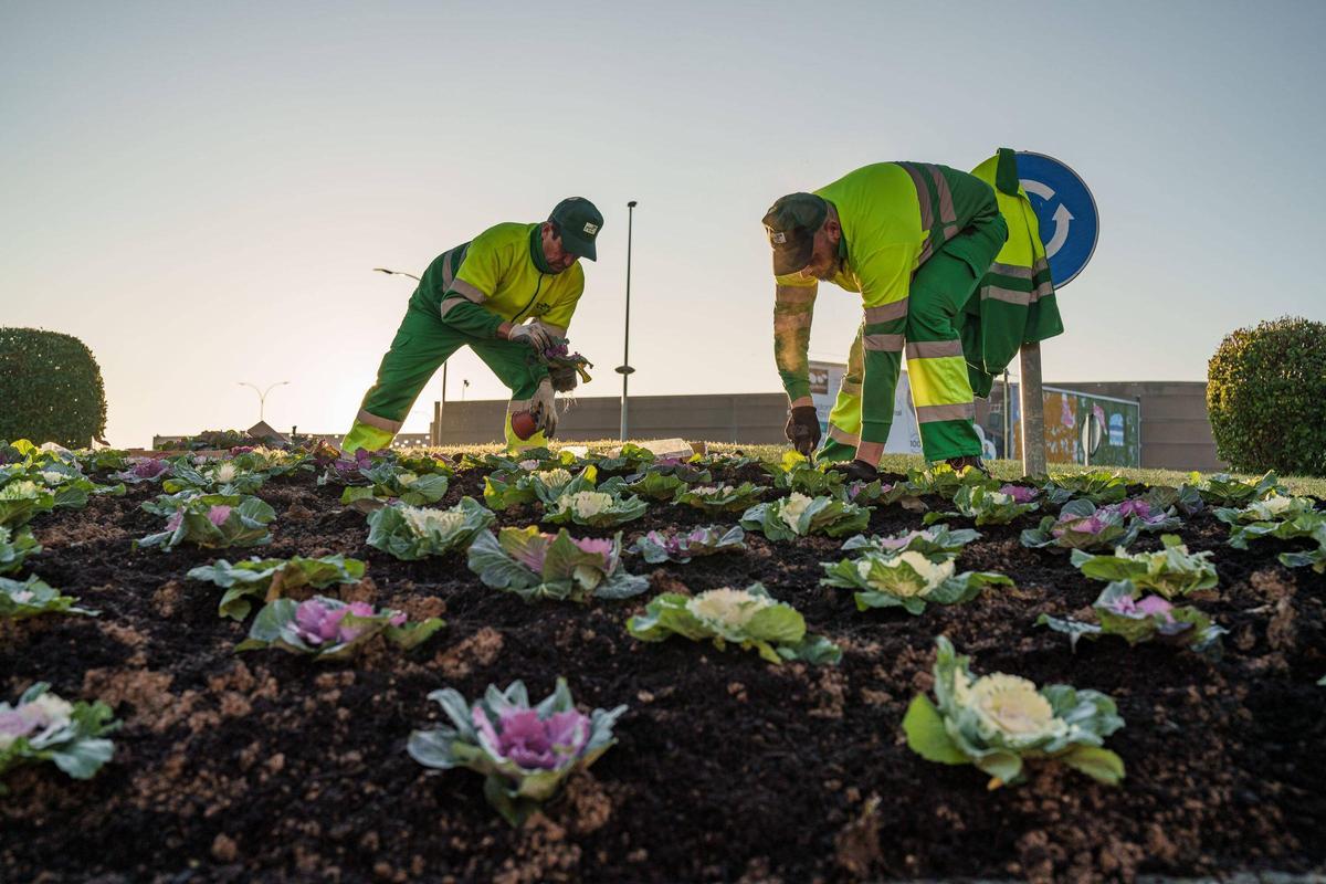 Jardineros colocando algunas de las plantas en una rotonda de la capital extremeña.