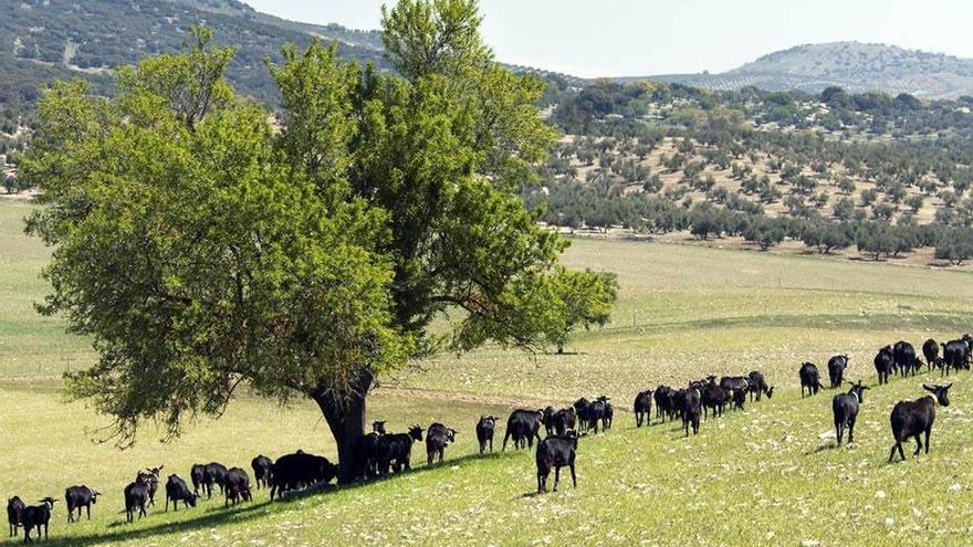 Los ganaderos cordobeses presentan 888 solicitudes de ayuda a la Junta