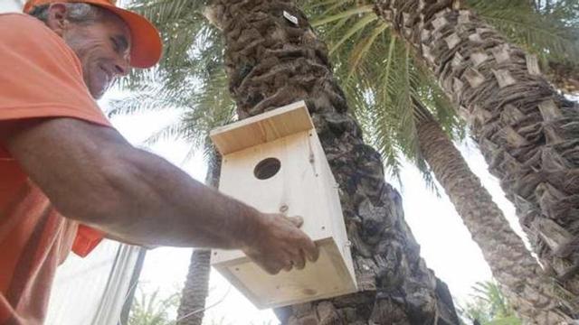 El encargado del Palmeral muestra cómo irán colocadas las pajareras.