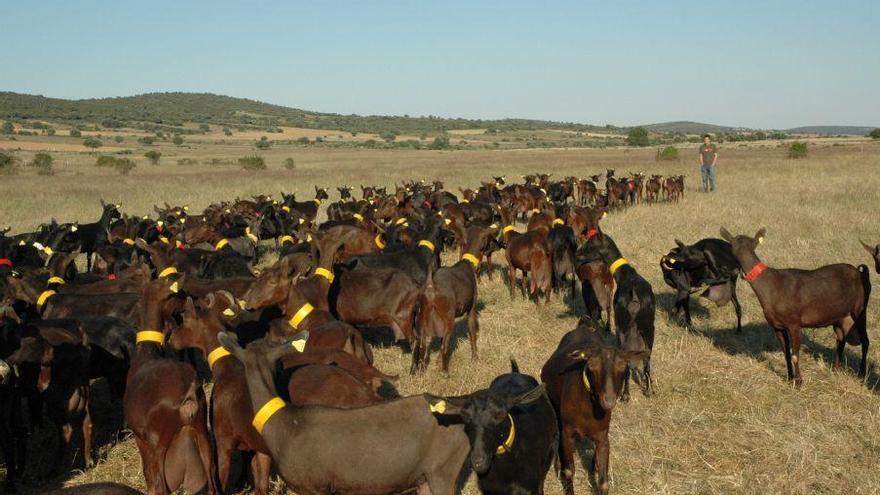 Ganadería de cabras en Aliste