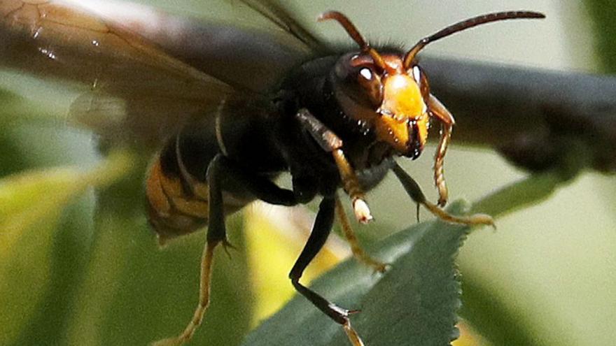 La avispa asiática ya afecta a la comercialización de las peras, manzanas y uvas