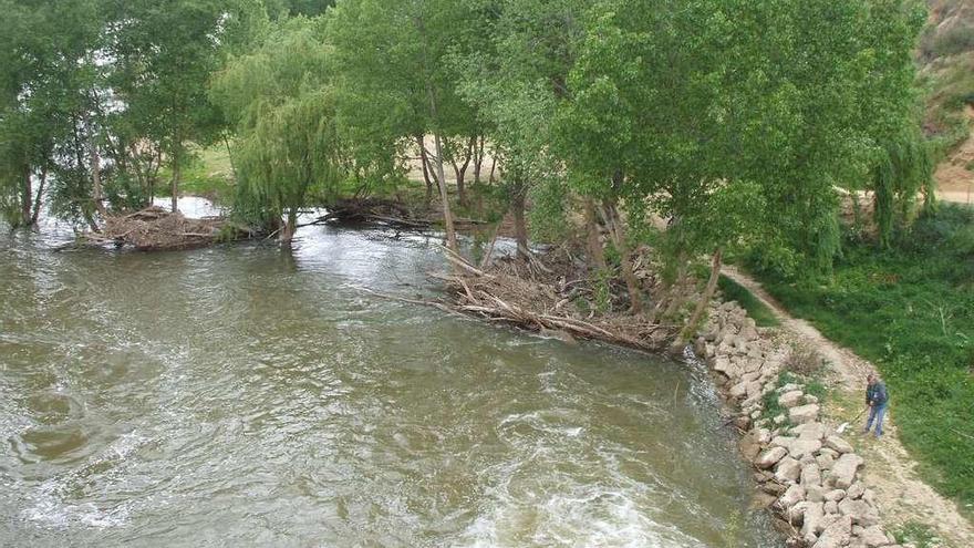 En la imagen, maleza y troncos de árbol que se acumulan en las riberas del río Duero en Toro.