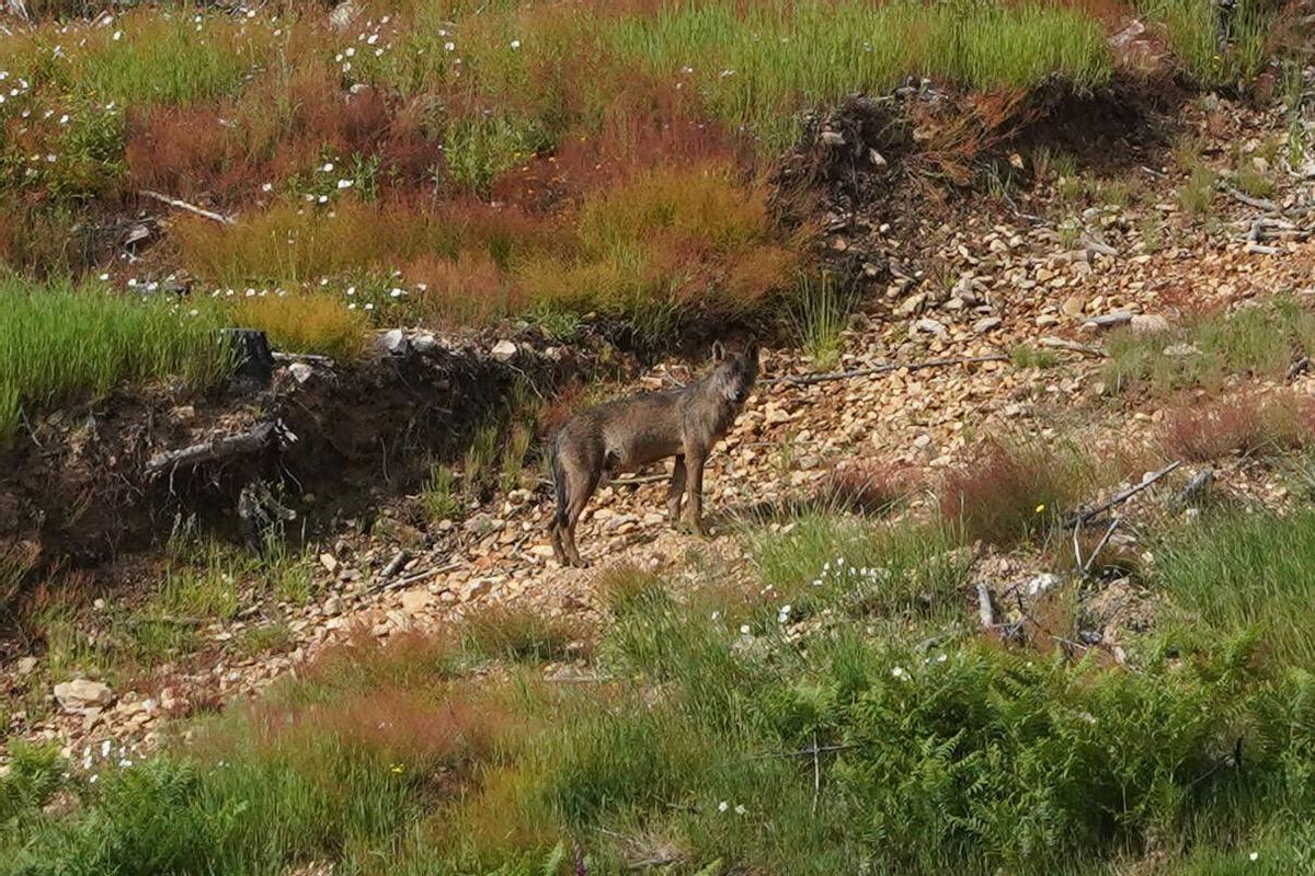 El lobo por el paisaje desnudo de La Culebra.