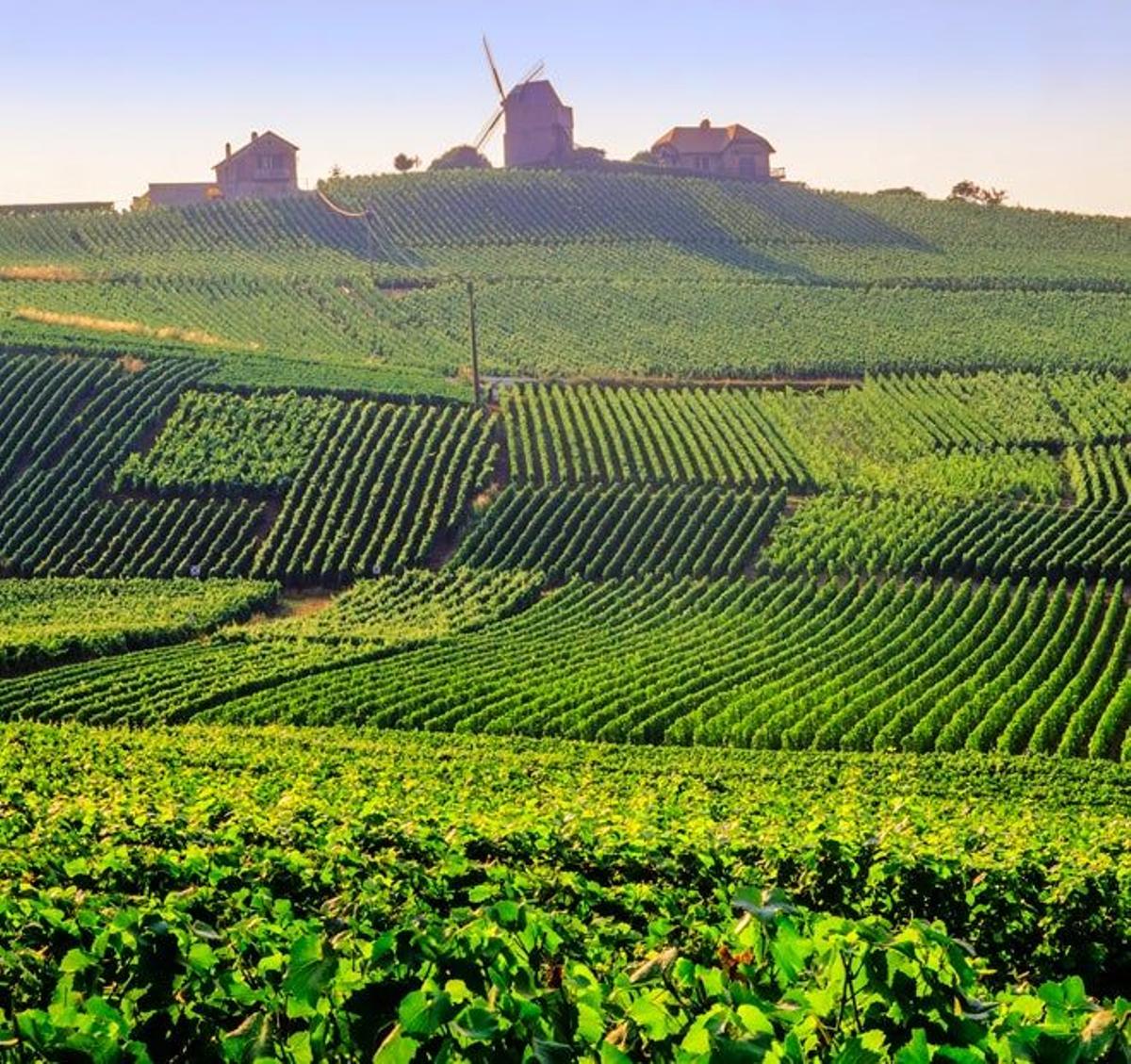 Viñedos, casas y bodegas de Champaña (Francia)