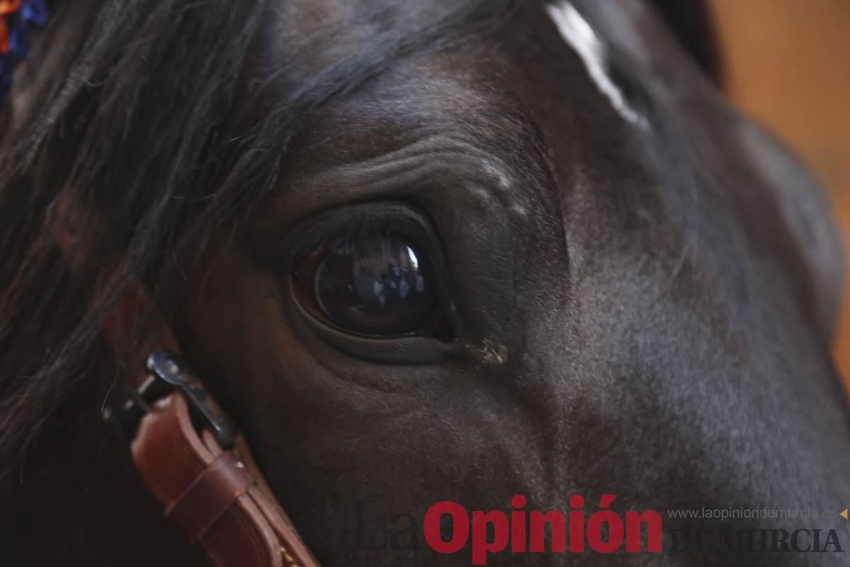 Concurso de caballo a pelo: pasacalles hasta el Hoyo en Caravaca