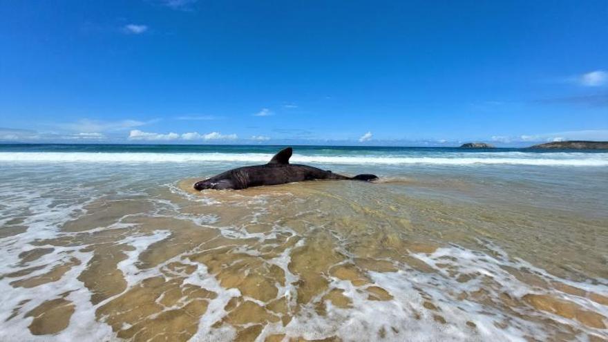 La cría de tiburón peregrino apareció ayer por la mañana en la playa de Doniños / ecg