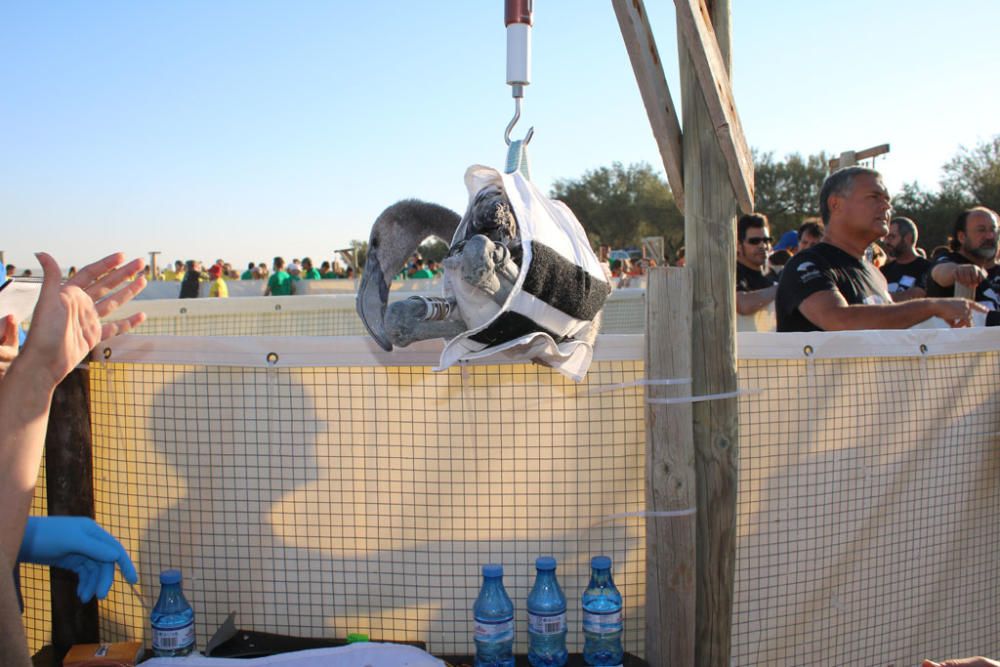 Quinientos voluntarios ayudan al anillamiento de 600 pollos de flamencos en una laguna con escasez de agua