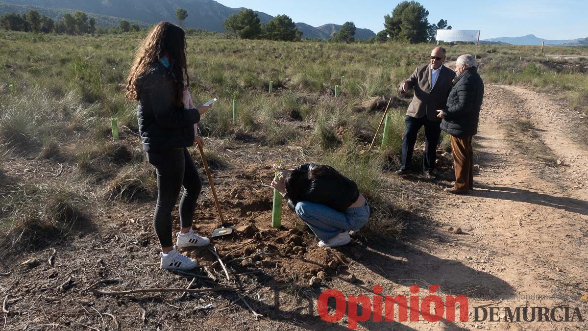 Bosque Disfrimur