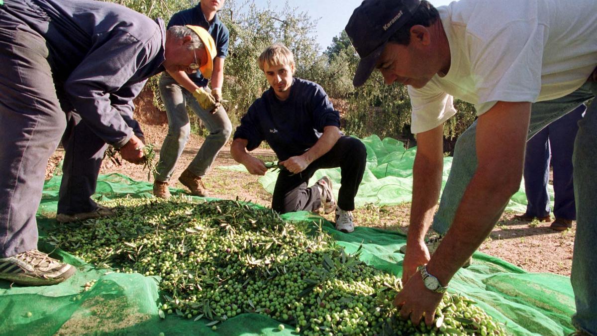 La modalidad oxidada se recoge verde en el olivar, pero más tarde se somete a un proceso para su oscurecimiento.