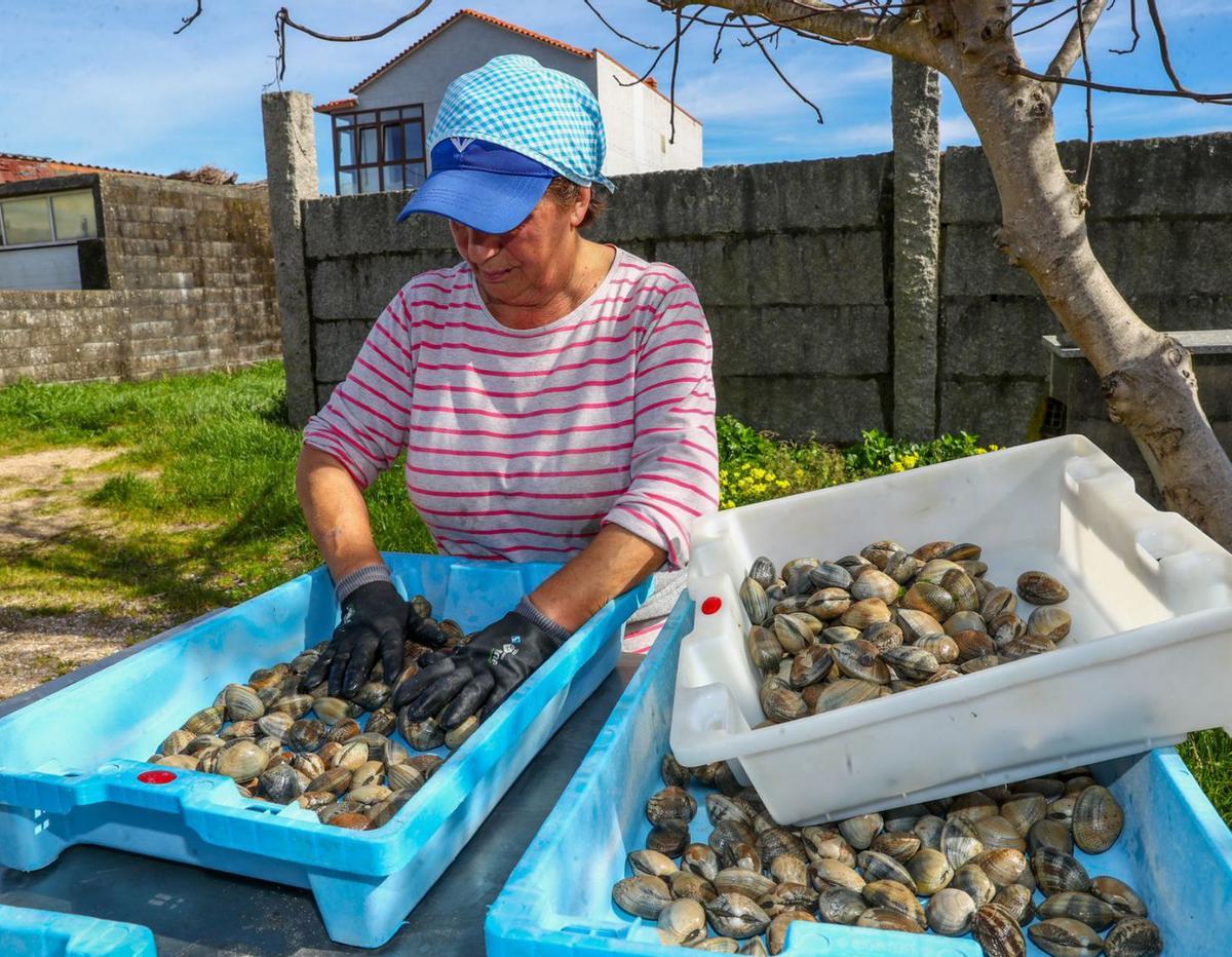 Una mariscadora selecciona las almejas extraídas ayer en O Sarrido (Cambados). |   // IÑAKI ABELLA