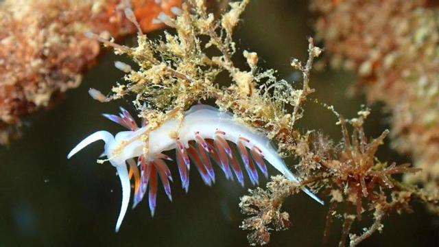 Biodiversidad recuperada en uno de los arrecifes instalados.