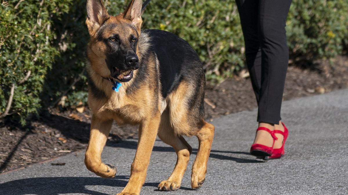 Uno de los perros de Biden, implicado en varios incidentes en la Casa Blanca