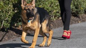 imagen de archivo de Commander, el perro del presidente estadounidense Joe Biden. EFE/EPA/SHAWN THEW