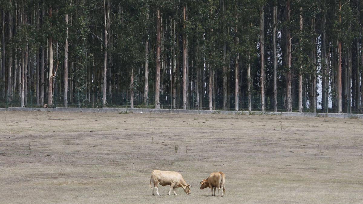 Dos vacas pastando en una finca afectada por la sequía.
