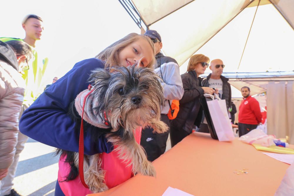 Almoradí celebra su primera Caminata Solidaria con animales