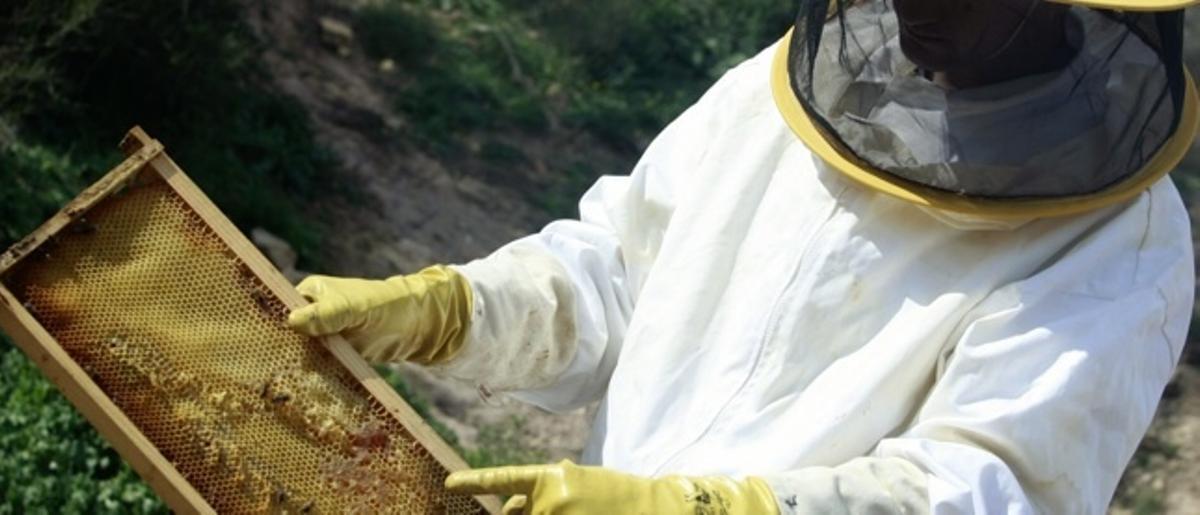 Las abejas se mueren en la Región de Murcia