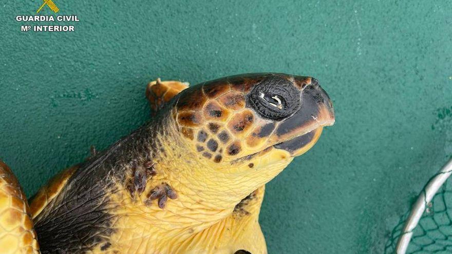 Rescatada un ejemplar de Tortuga Boba que nadaba con dificultad en Pilar de la Horadada