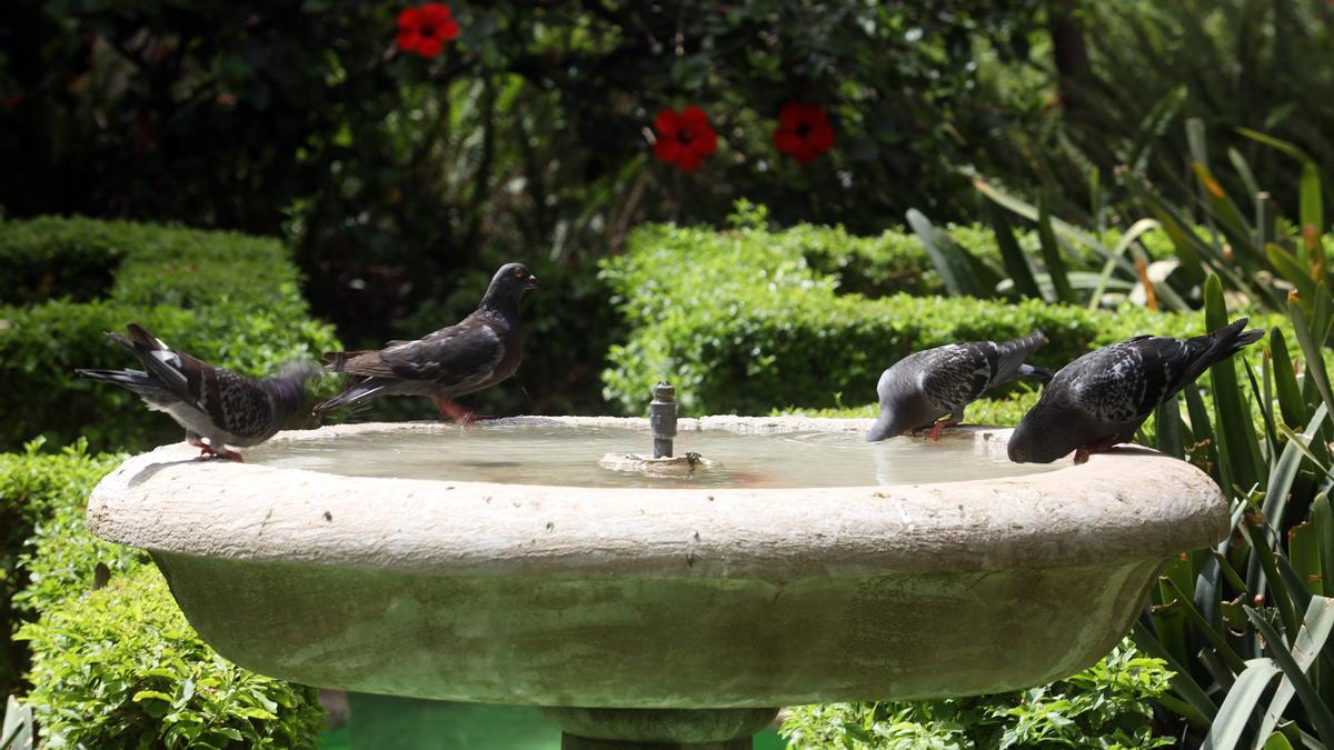 Varias palomas se refrescan en una fuente