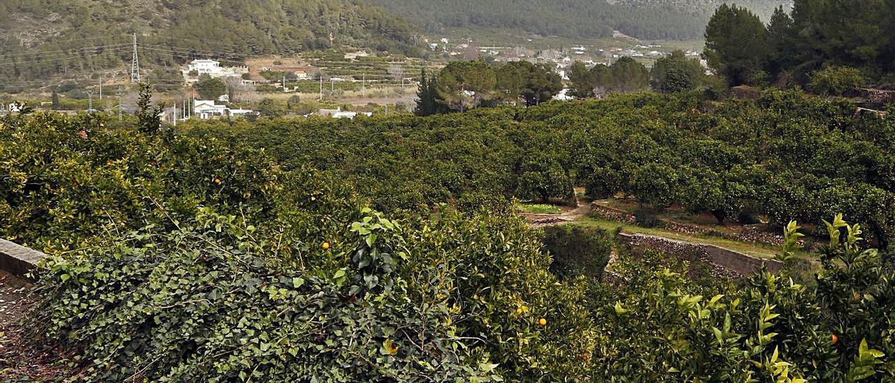 Una perspectiva de campos de cultivo en el valle de Aigües Vives.