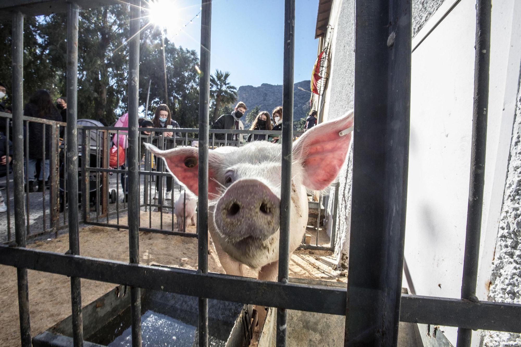 Orihuela: un San Antón con mascarilla