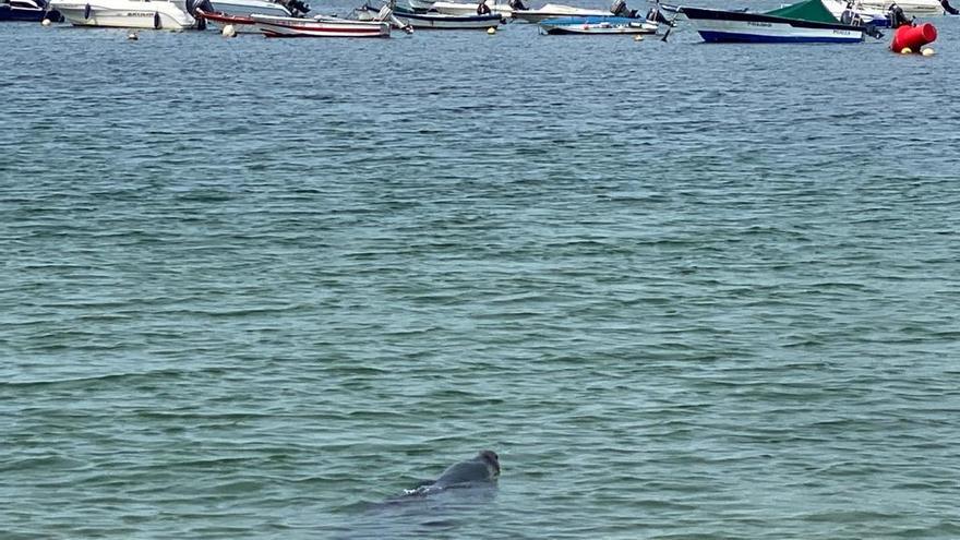 La foca "Doqui" llega a la ría de Vigo