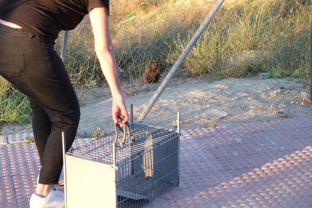 Proceso de captura de un gato callejero para esterilizarlo y soltarlo.