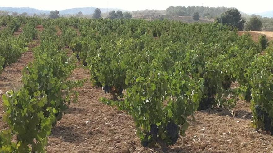 Los viñedos de la localidad muleña se sumarán a la oferta de la Ruta Turística del Vino, integrada hasta ahora por Bullas y Cehegín.
