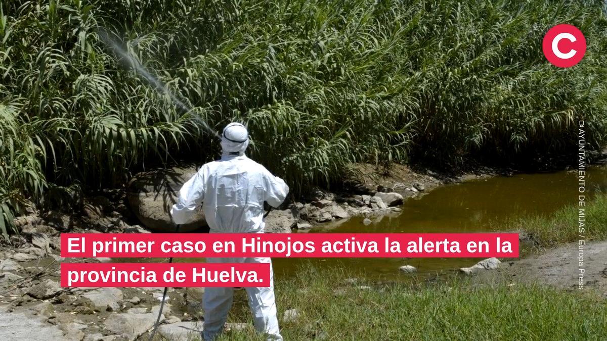 VÍDEO | Andalucía suma cinco nuevos casos de Virus del Nilo