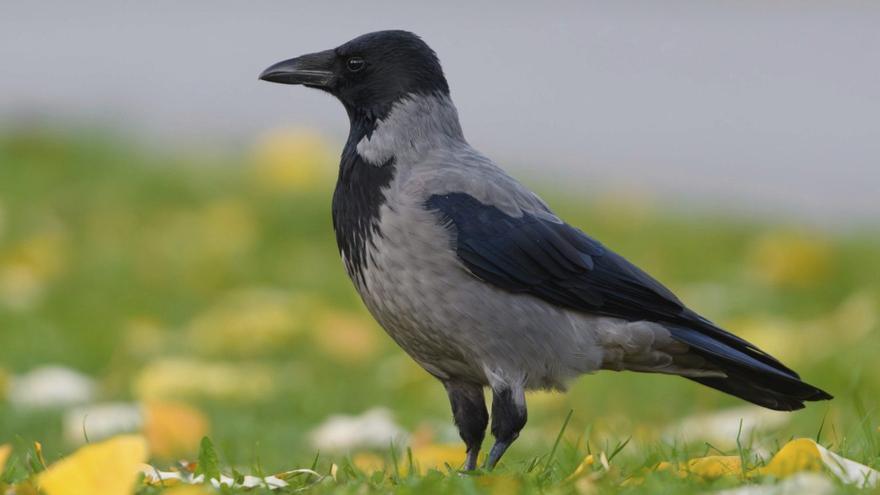 Esta corneja ha sido fotografiada en la ciudad de Troms (Noruega). / CAT