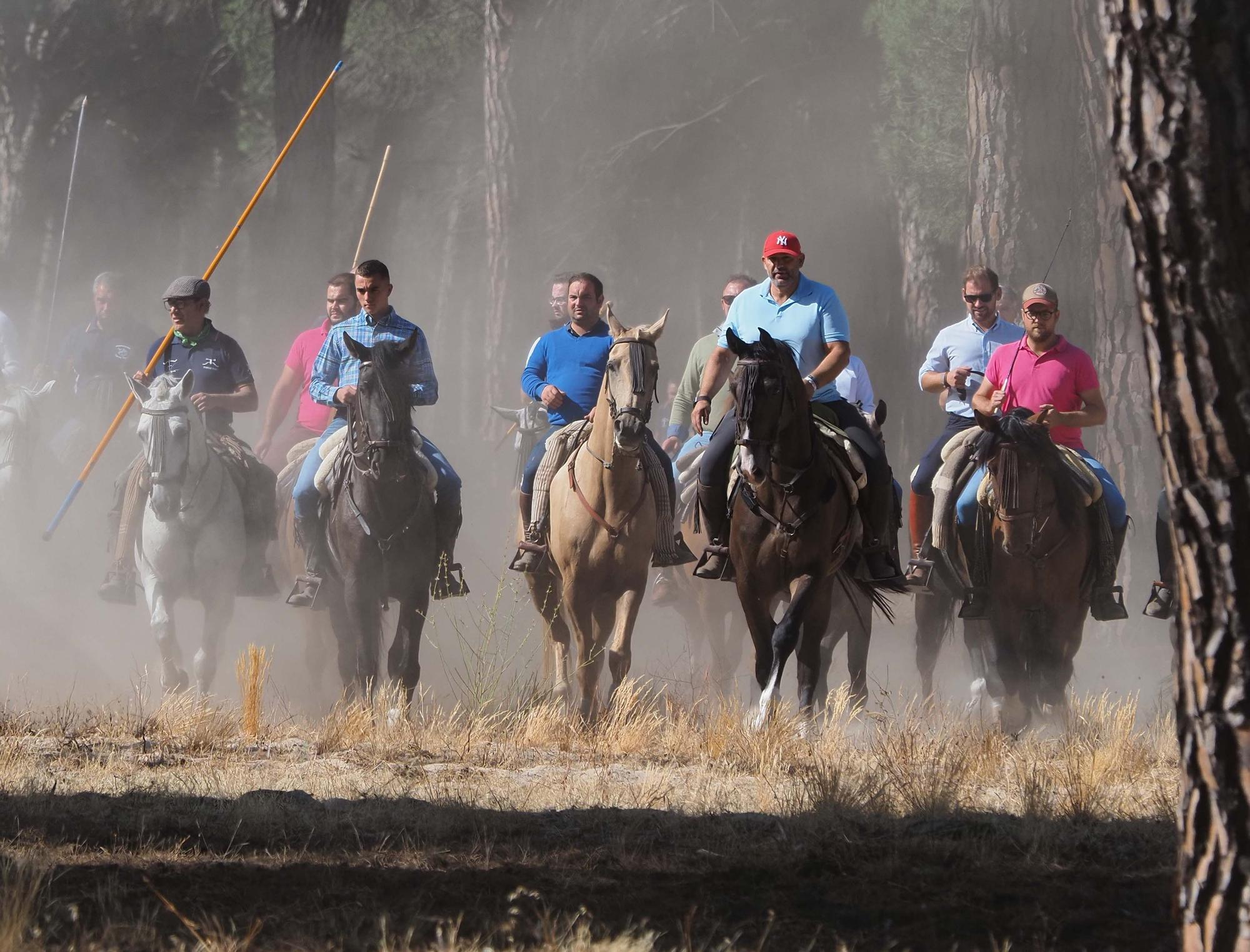 Los festejos del Toro de la Vega, en imágenes