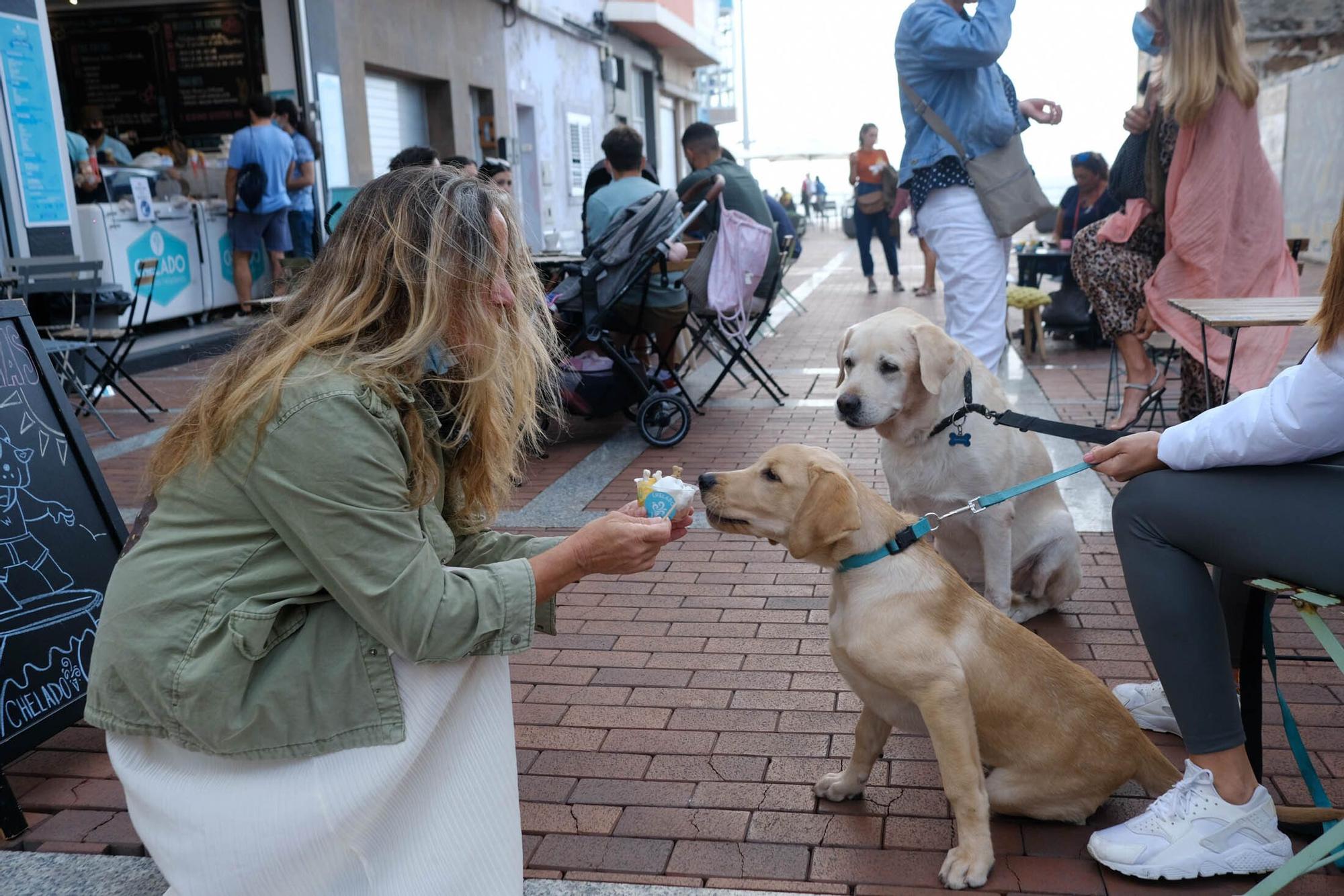 Una heladería de la Cícer vende entre sus productos helados aptos para perros