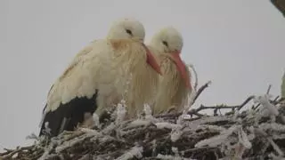 ¿Cuántas cigüeñas hay en Zamora?