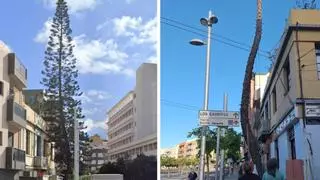 Denuncian la tala del «centenario árbol» del barrio de Salamanca