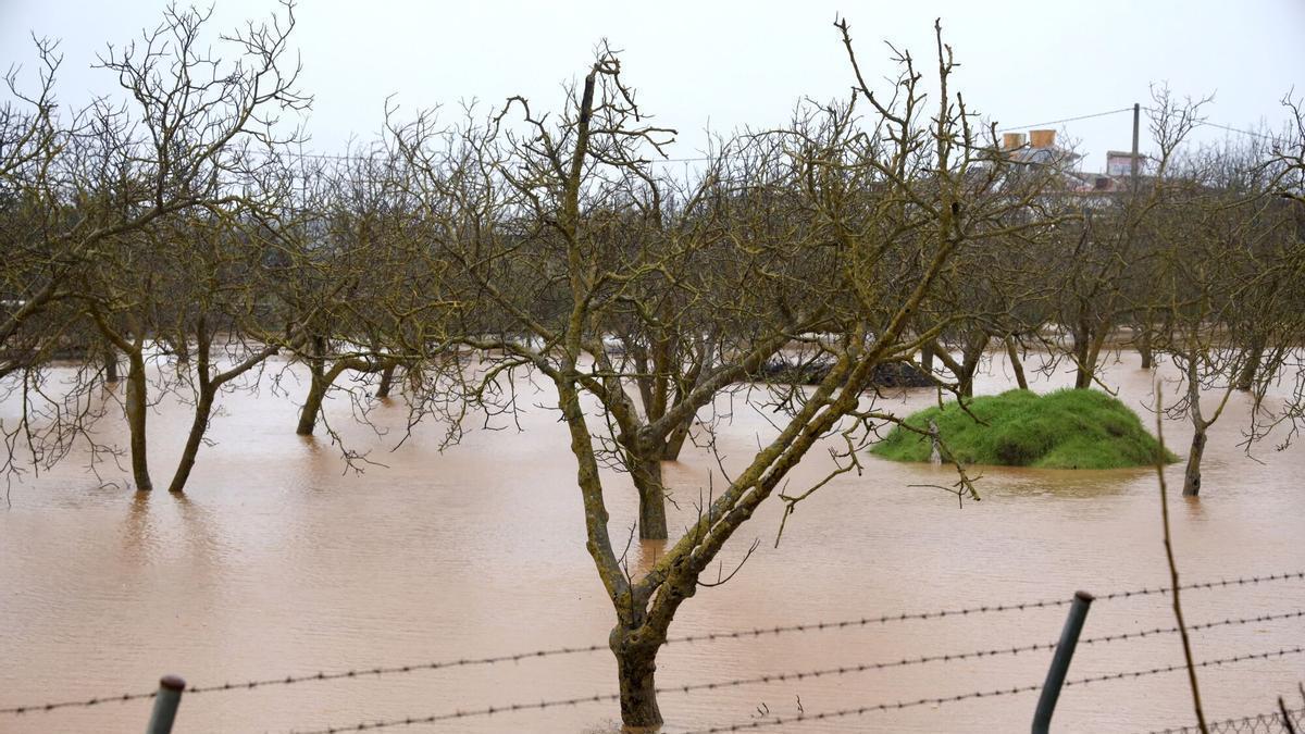 Campos de frutales anegados de agua por las fuertes lluvias de la borrasca Leonardo en Ronda (Málaga).