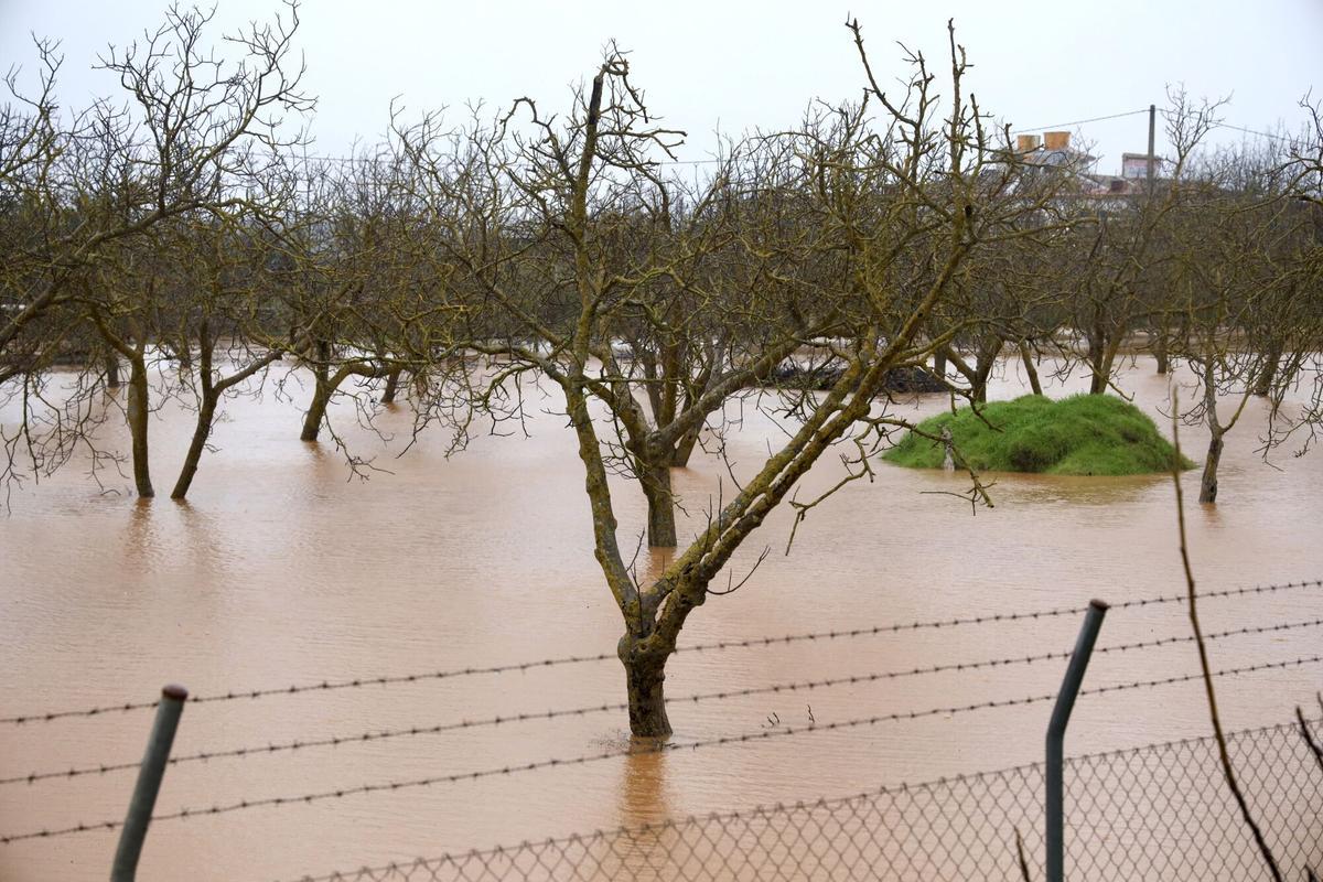 Campos de frutales anegados de agua por las fuertes lluvias de la borrasca Leonardo en Ronda (Málaga).