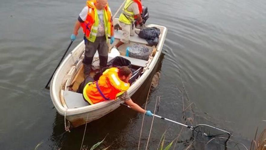 Operarios retiran los cuerpos de los peces muertos.