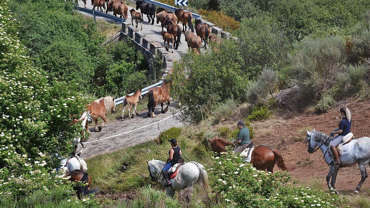 Los animales avanzan en su trayecto entre Otero y Triufé. | A. S.