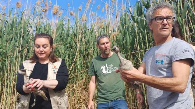 La cerceta pardilla se asienta en Mazarrón y Alhama | CARM