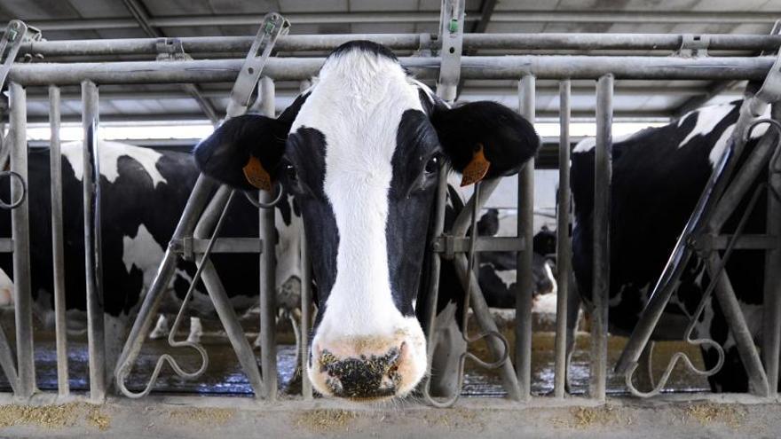 Una vaca de leche en una ganadería.