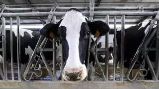 La industria láctea reclama medidas para garantizar el suministro de la leche de origen español