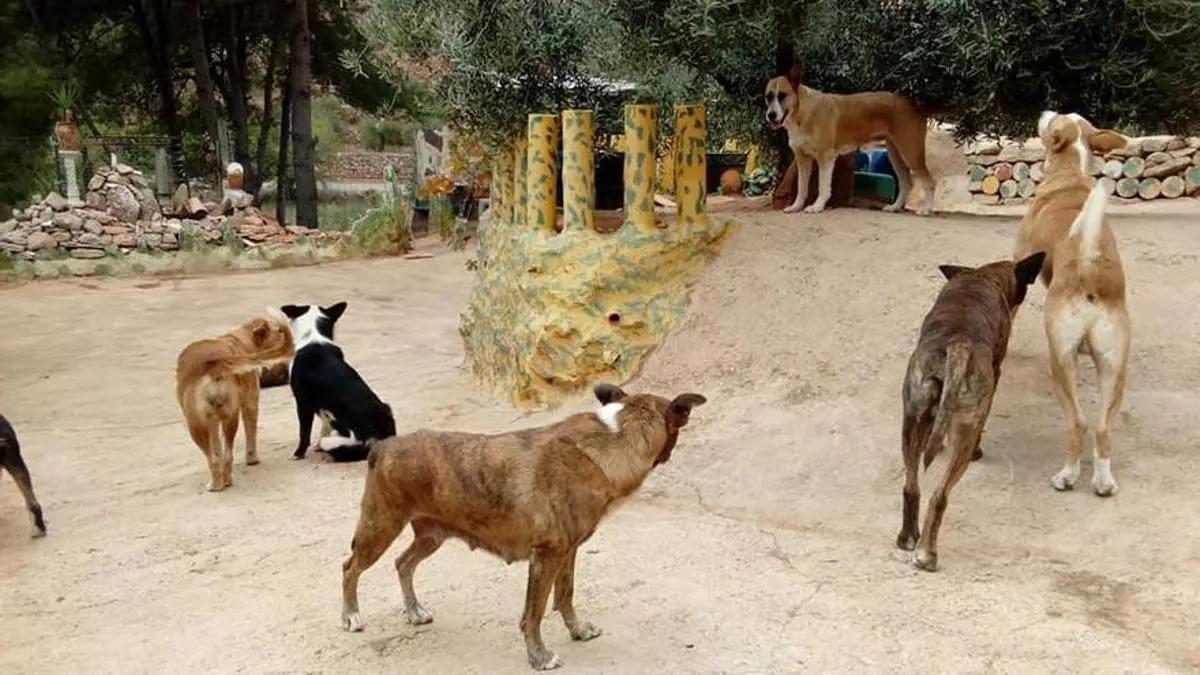 Una jauría de perros