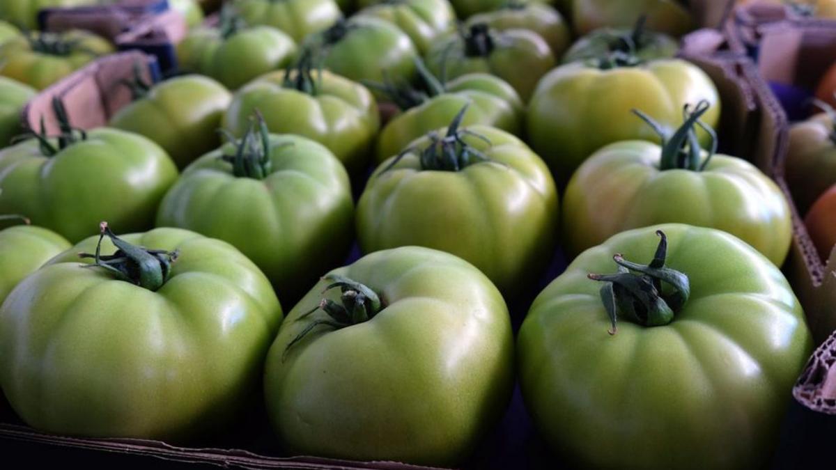 Tomates murcianos de la cooeprativa Expoáguilas para exportación.  | C. H.