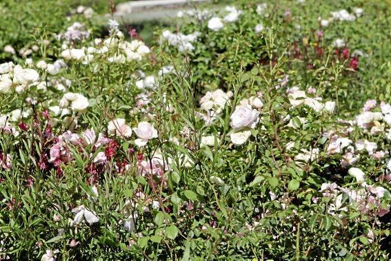 Gartenarchitektin Andi Lechte zeigt einer Reisegruppe ein Anwesen bei Santanyí. Der Entwurf stammt aus ihrer Feder.